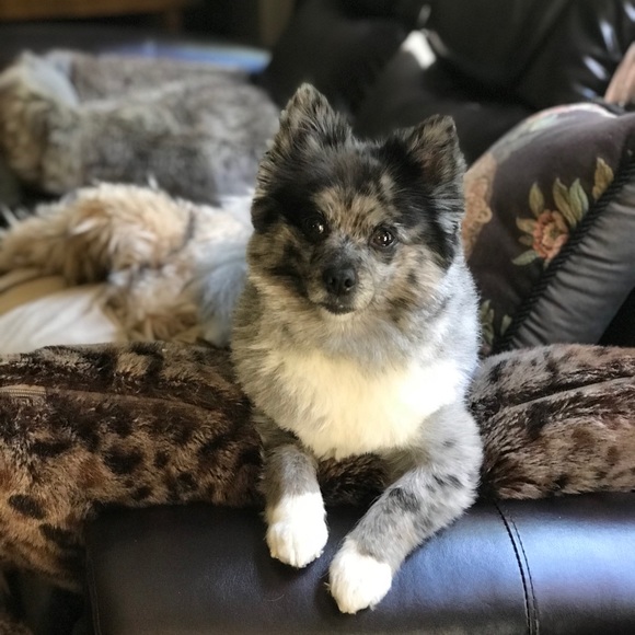 Meet your Posher, Dede - Picture 5 of 5